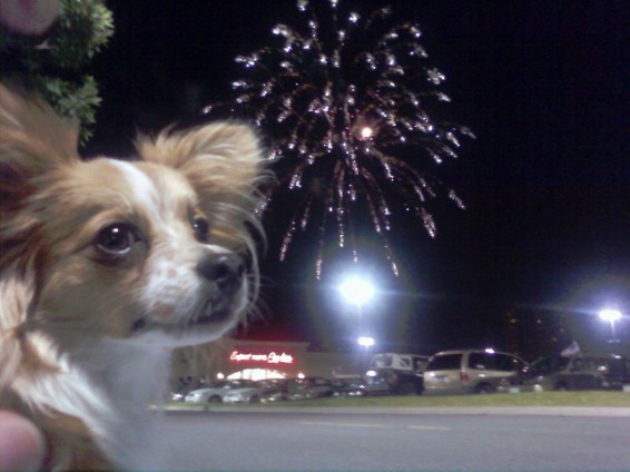 Foto: lu sugarskull, Flickr CC